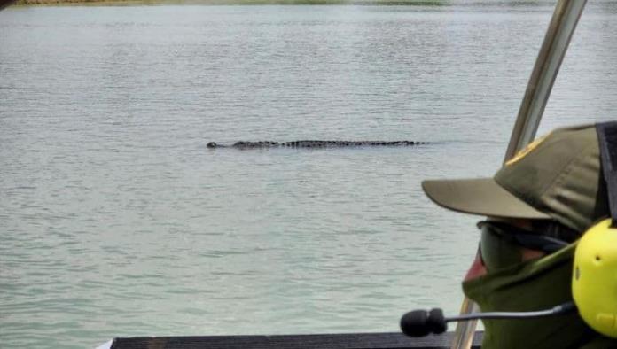 Patrulla Fronteriza alerta de cocodrilos en el Río Bravo